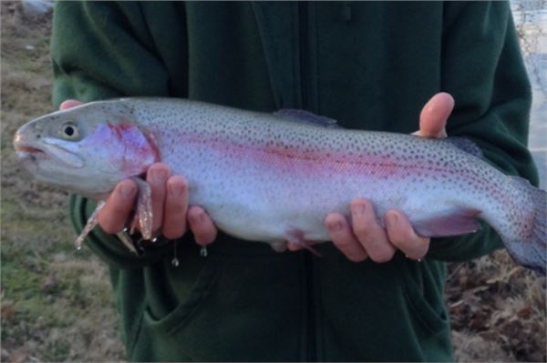 Person Holding a Trout
